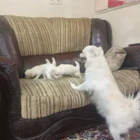 پامر عروسکی