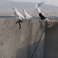 چند عدد لوطی اویناخ