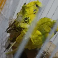 کوتوله و مرغ عشق پروانه ای