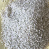 برنج کشت دوم