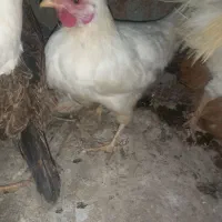 اصل