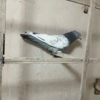 کبوتر رنگه سینه سیاه طلایی سیز