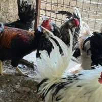 فروش خروس گلین ۹ ماهه|حیوانات مزرعه|کرج, گلشهر|دیوار