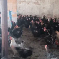 مرغ تخم گذارازتولیدبه مصرف وزن 2تا2500کیلوگرم|حیوانات مزرعه|مرودشت, محمد آباد|دیوار