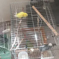 جفت مرغ عشق آلبینو مولد