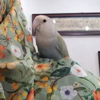 دوپرنده وقفس وجای آب ودانه ونرده بام ومیله،۱م و۸۰۰