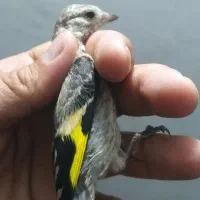 سهره جوجه سهره رسمی و سهره دورگ و گلبسر|پرنده|تهران, دولتخواه شمالی|دیوار