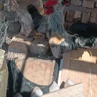 مرغ و خروس زینتی مینیاتوری