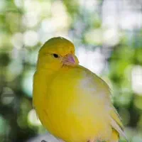 جوجه قناری امسال