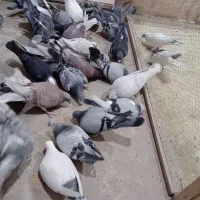 کبوتر|پرنده|دشتابی, |دیوار