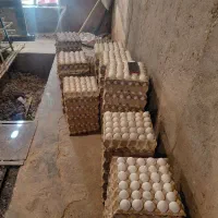 کارگر مرغداری