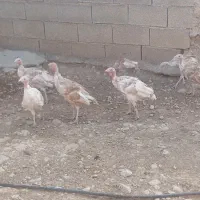 بوقلمون