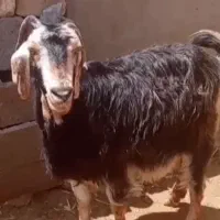 بز آبستن‌گلون‌(میش‌بره‌شیشک‌تقلی‌کهره‌قوچ)