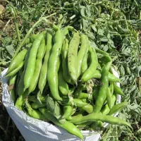 بذر باقلا هیستال