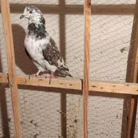 سرخ و سفید و قلمکار کبوتر|پرنده|علیآباد کتول, |دیوار