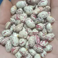لوبیا چیتی اعلا و خوش پخت  مال امسال کالپوش