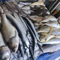 ماهی درجه یک چابهار رسید|ماهی|زاهدان, |دیوار