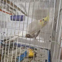 جوجه عروس