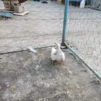 سرور رنگی خوشرنگ|پرنده|لنجان, |دیوار