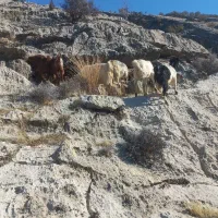 سیزده راس بز فروشی