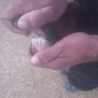 میش ابستن ..گوسفند مایه کرده|حیوانات مزرعه|رومشکان, |دیوار