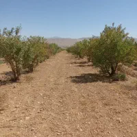 باغ ۱۶۰۰متری بادام دارای آب و سندتکبرگ  زیر قیمت|فروش زمین و ملک کلنگی|اصفهان, خرم|دیوار