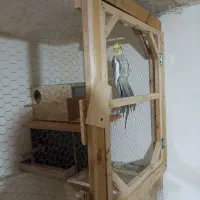 عروس هلندی|پرنده|بهشهر, |دیوار