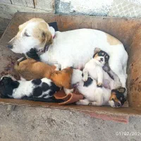 توله سگ پاکوتاه