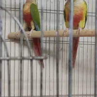 سه جفت گرینچیک مولد کارداده