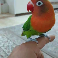 کوتوله دستی