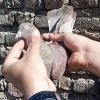 کبوتر کله ای بادمجونی تافته ای قدیمی  پرش و هنردار