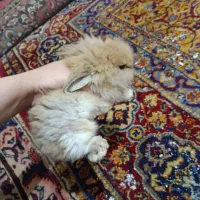 خرگوش لوپ اصیل