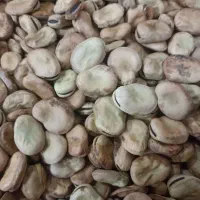 بذر باقلا زودرس  فیتو