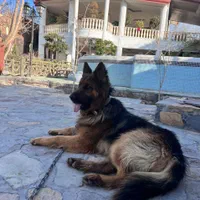 واگذاری توله ژرمن بلک و ابلغ