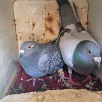 کفتر|پرنده|داراب, |دیوار