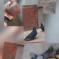 کبوتر روزگاری