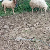 بره نرو ماده
