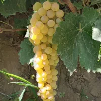 نهال انگور فخری|خدمات باغبانی و درختکاری|کامیاران, |دیوار