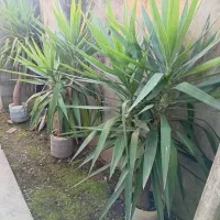 فروش گل یوگا|گل و گیاه طبیعی|بندر انزلی, چهارفریضه|دیوار