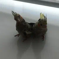 عروس هلندی|پرنده|گلستان (تهران), |دیوار