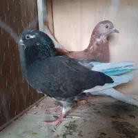 کبوتر پرشی وزینتی|پرنده|پرند, فاز ۳|دیوار