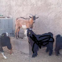 کهره نر (الپاین)|حیوانات مزرعه|ابرکوه, |دیوار