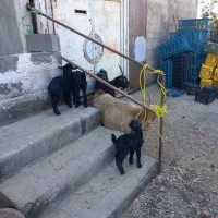 فروش یا معاوضه ۲ بز و ۳ بزغاله|حیوانات مزرعه|ساوه, |دیوار