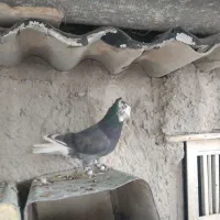 کفتر|پرنده|شیراز, شیشهگری|دیوار