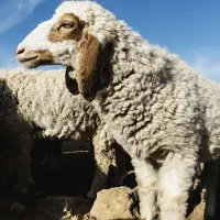 استخدام قصاب حرفه ای