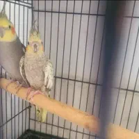 عروس هلندی مولد