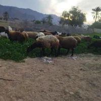 سرمایه گذاری|حیوانات مزرعه|گراش, |دیوار