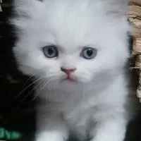 گربه سفید ناز