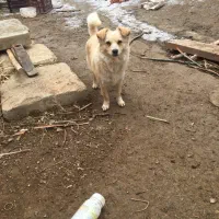 سگ اشپیتز|سگ|ایجرود, |دیوار