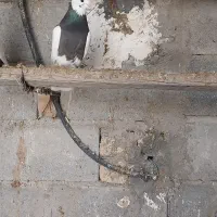 کبوتر|پرنده|لامرد, |دیوار